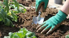 Hoe red je uitgeputte tuingrond: bewezen manieren om de vruchtbaarheid te herstellen